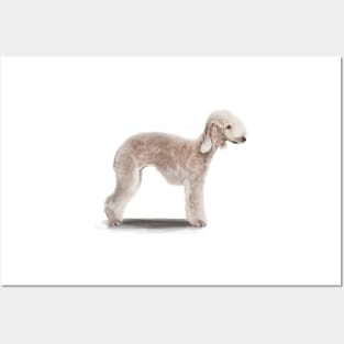 The Bedlington Terrier Dog Posters and Art